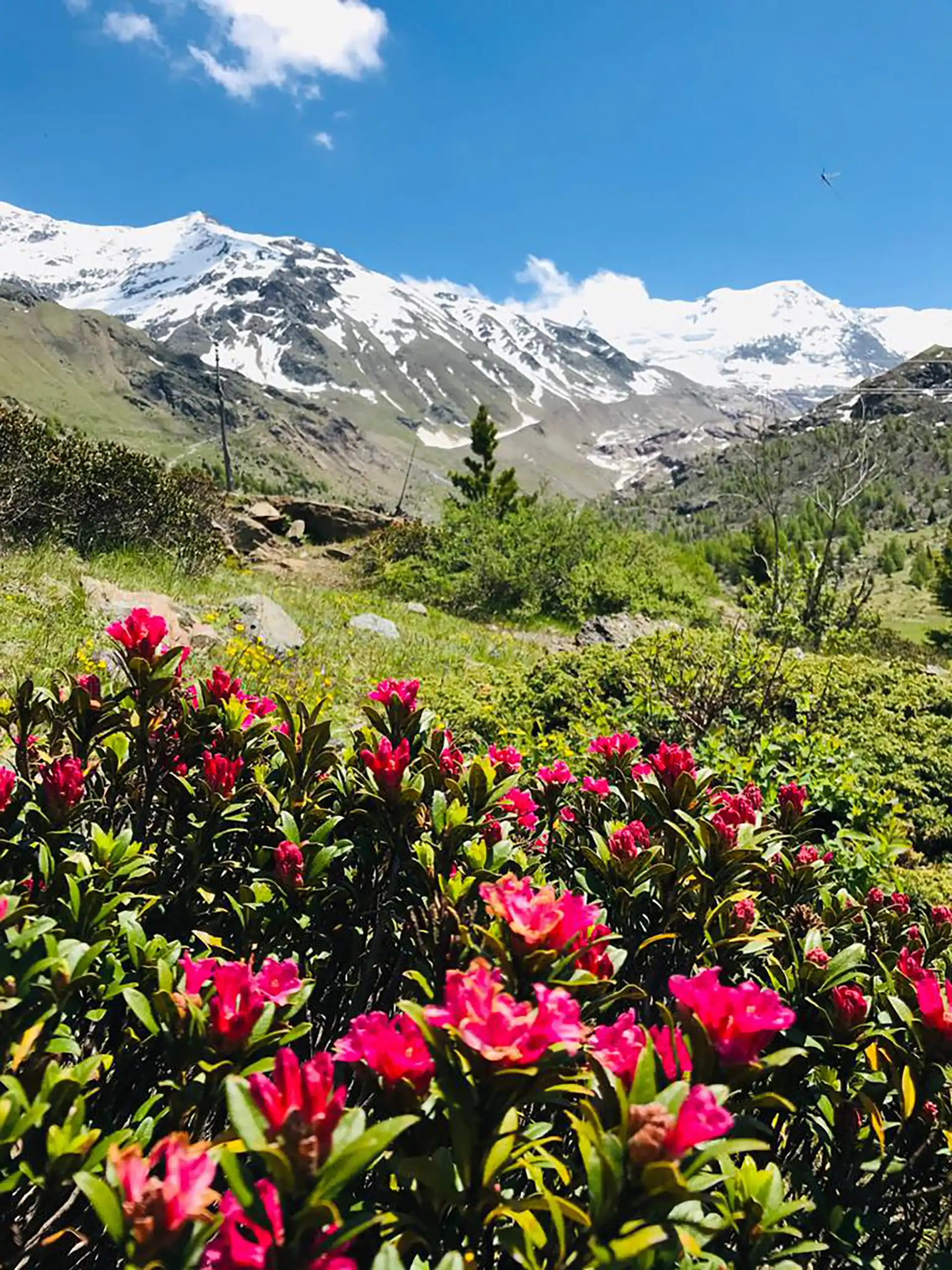 Fiori rosa alpini in primo piano con montagne innevate sullo sfondo.